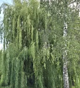 Palotási forrás