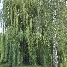 Palotási forrás Palotás - Külső kép