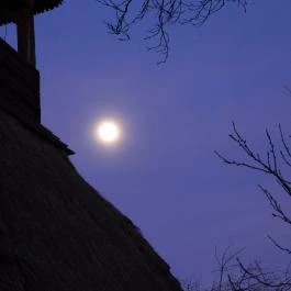 Pankaszi harangláb Pankasz - Egyéb