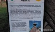 Pankaszi harangláb Pankasz - Egyéb