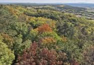 Pannonhalmi Lombkorona Tanösvény Pannonhalma