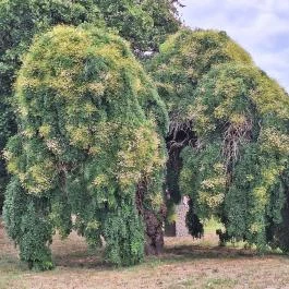 Esterházy-kastély Pápa - Egyéb