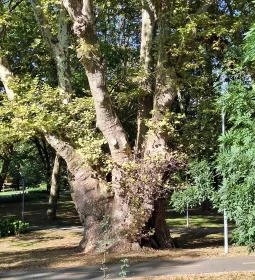 Pápai famatuzsálem