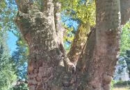 Pápai famatuzsálem Pápa