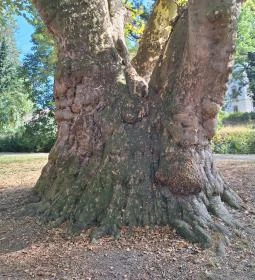 Pápai famatuzsálem