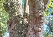 Pápai famatuzsálem Pápa