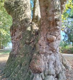 Pápai famatuzsálem