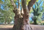 Pápai famatuzsálem Pápa