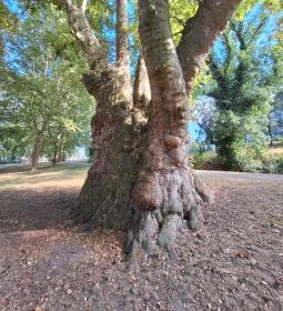 Pápai famatuzsálem