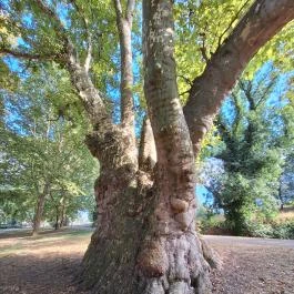 Pápai famatuzsálem Pápa - Külső kép