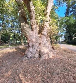 237. legjobb látnivaló: Pápai famatuzsálem