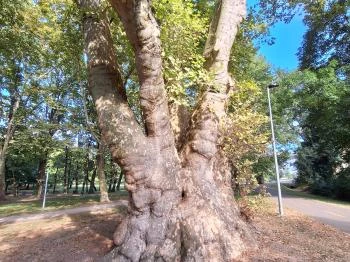 Pápai famatuzsálem Pápa