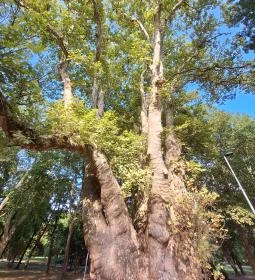 Pápai famatuzsálem