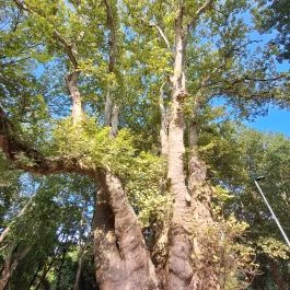 Pápai famatuzsálem Pápa - Külső kép