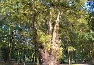 Pápai famatuzsálem Pápa