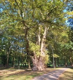 Pápai famatuzsálem