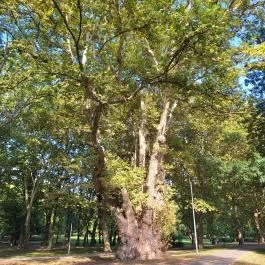 Pápai famatuzsálem Pápa - Külső kép