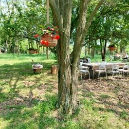 Papillon Gyulakeszi - Egyéb