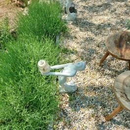 Papillon Gyulakeszi - Egyéb