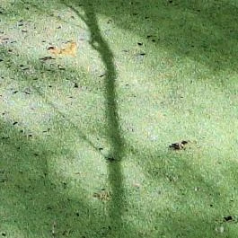 Papkert, Hidegség - Egyéb