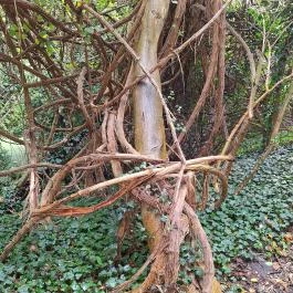 Papkert, Hidegség - Egyéb