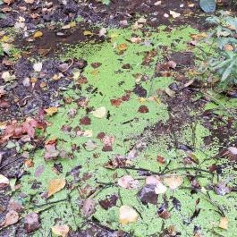 Papkert, Hidegség - Egyéb