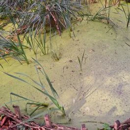 Papkert, Hidegség - Egyéb