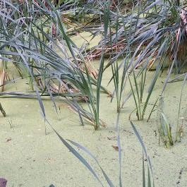 Papkert, Hidegség - Egyéb