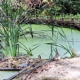 Papkert, Hidegség - Egyéb