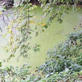 Papkert, Hidegség - Egyéb