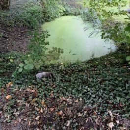 Papkert, Hidegség - Egyéb