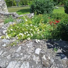 Papsokai templomrom, Balatonfüred - Egyéb