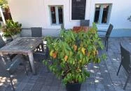 Parázs Gasztropub Balatongyörök