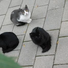 Péliföldszentkereszt Szalézi Rendház Bajót - Egyéb