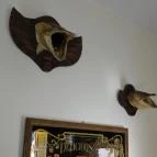 Peppino Pizzéria Tapolca - Egyéb