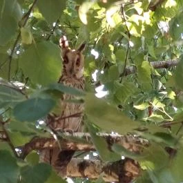 Péter Pál Polgárház, Szentes - Egyéb