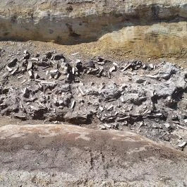 Pétermonostora, Bugac - Egyéb