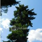 Petesmalmi Vidrapark Lábod - 