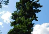 Petesmalmi Vidrapark Lábod Petesmalmi Vidrapark Lábod