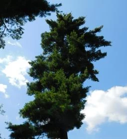 Petesmalmi Vidrapark