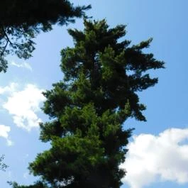 Petesmalmi Vidrapark Lábod - Egyéb