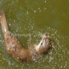 Petesmalmi Vidrapark Lábod - 