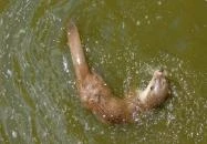 Petesmalmi Vidrapark Lábod Petesmalmi Vidrapark Lábod