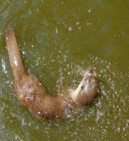 Petesmalmi Vidrapark