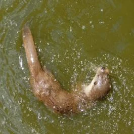 Petesmalmi Vidrapark Lábod - Egyéb