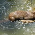 Petesmalmi Vidrapark Lábod - 