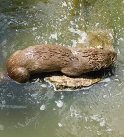 Petesmalmi Vidrapark