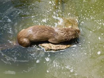 Petesmalmi Vidrapark Lábod Petesmalmi Vidrapark Lábod