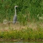 Petesmalmi Vidrapark Lábod - 