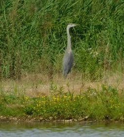 Petesmalmi Vidrapark